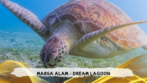 2026 marsa alam da roma dream T IN38