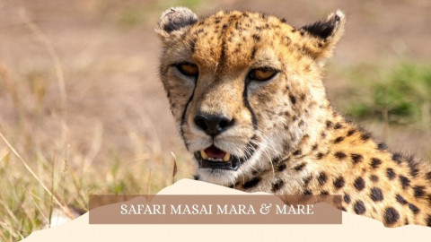 2025 africa masai mara e mare gennaio marzo 26 IN38