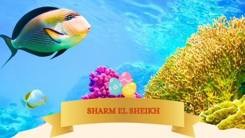 2026 sharm el sheikh T ponti IN38