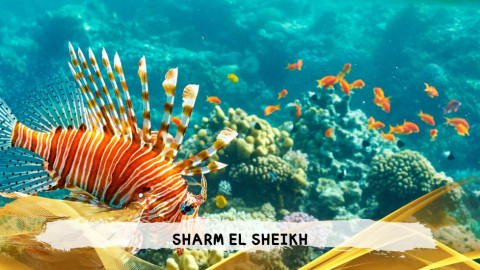 2026 sharm el sheikh da bologna T IN38