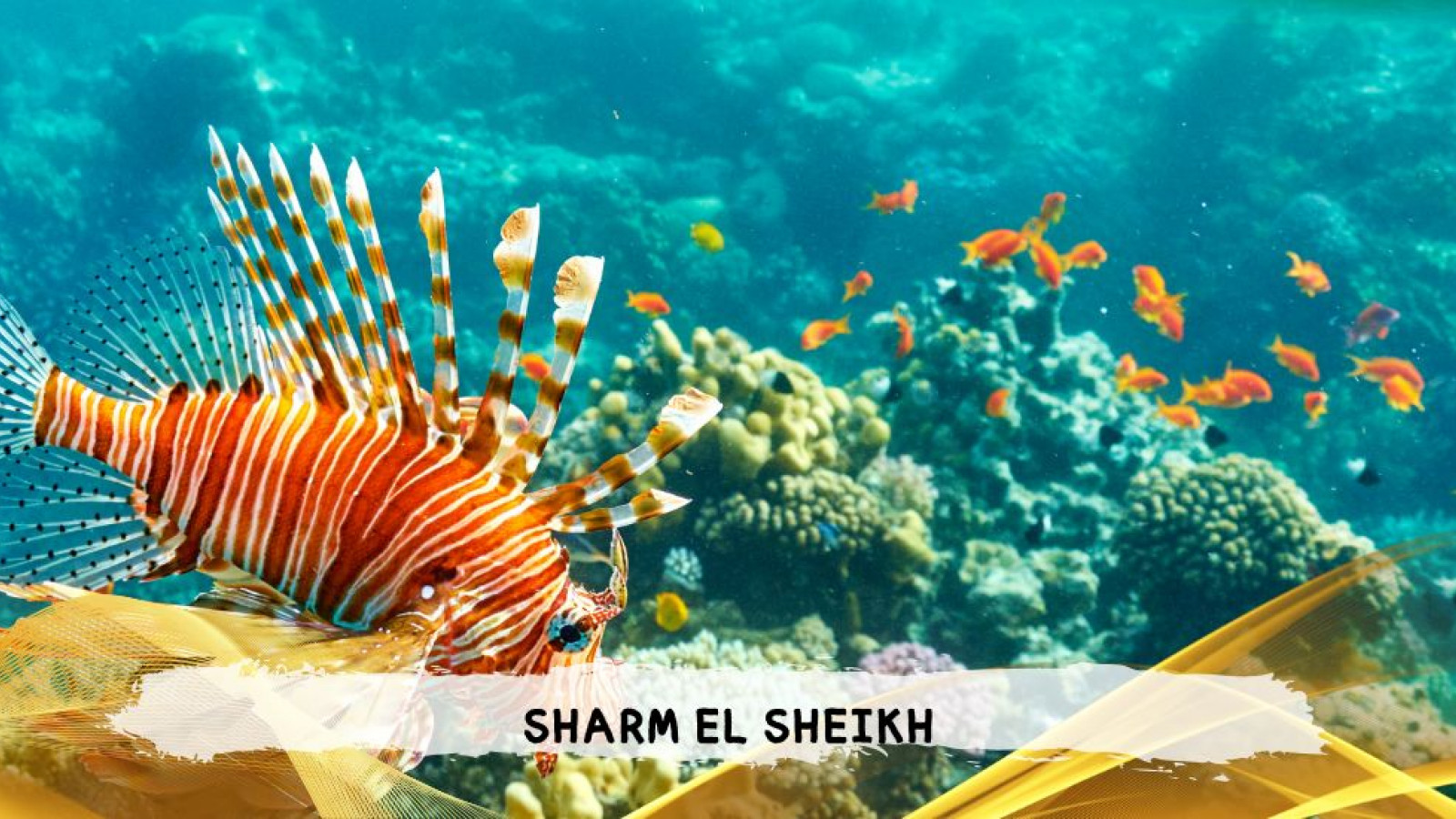 2026 sharm el sheikh da bologna T IN38