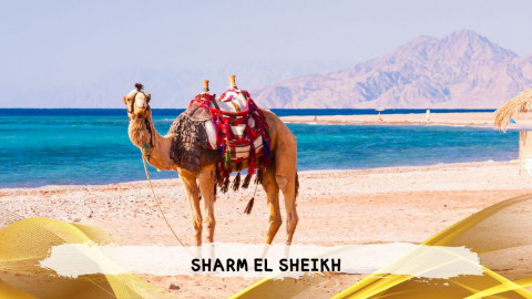 2026 sharm el sheikh da roma queen T IN38